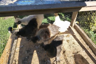 Eladó 5 hónapos 5 darab selyem csibék. Nemüket nem tudom. Egybe vihetőek. Helyileg Szigetvár Baranya megye 