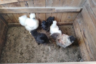 Eladó 5 hónapos 5 darab selyem csibék. Nemüket nem tudom. Egybe vihetőek. Helyileg Szigetvár Baranya megye 