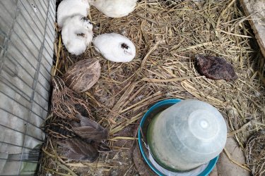 Eladó fűrjek K2 és japán gazdasági fűrjek. Egyben vihetőek 22 darab. Az ár darabonként értendő. Helyileg Szigetvár Baranya megye 