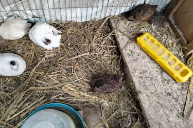 Eladó fűrjek K2 és japán gazdasági fűrjek. Egyben vihetőek 22 darab. Az ár darabonként értendő. Helyileg Szigetvár Baranya megye 