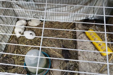 Eladó fűrjek K2 és japán gazdasági fűrjek. Egyben vihetőek 22 darab. Az ár darabonként értendő. Helyileg Szigetvár Baranya megye 