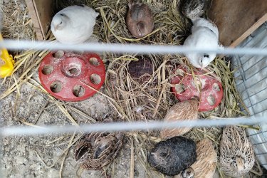 Eladó fűrjek K2 és japán gazdasági fűrjek. Egyben vihetőek 22 darab. Az ár darabonként értendő. Helyileg Szigetvár Baranya megye 