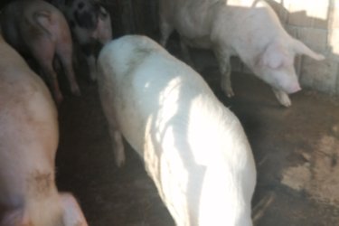 Sürgősen eladóak a képen látható 90-120 kg házi sertések. Ivartalanítva vannak. Fajtái : duroc és magyar nagy fehér.
Ár 800 ft/kg 