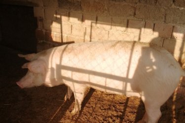 Sürgősen eladóak a képen látható 90-120 kg házi sertések. Ivartalanítva vannak. Fajtái : duroc és magyar nagy fehér.
Ár 800 ft/kg 