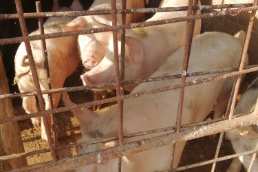 Sürgősen eladóak a képen látható 90-120 kg házi sertések. Ivartalanítva vannak. Fajtái : duroc és magyar nagy fehér.
Ár 800 ft/kg 