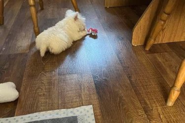 West terrier kan kiskutya  szeretne költözni.