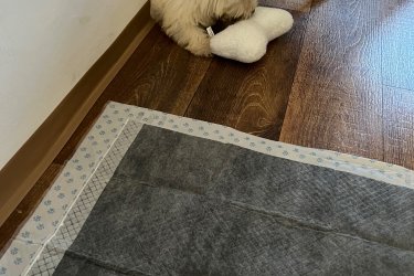 West terrier kan kiskutya  szeretne költözni.