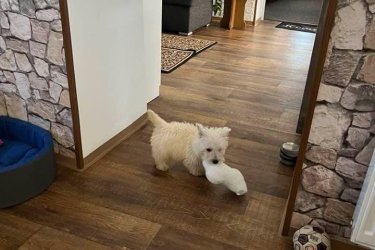 West terrier kan kiskutya  szeretne költözni.