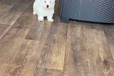 West terrier kan kiskutya  szeretne költözni.