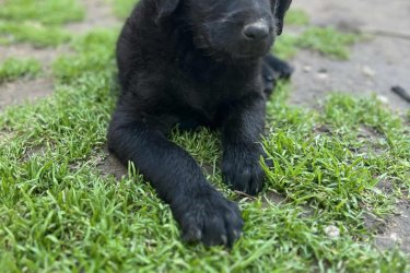 Labrador kiskutya