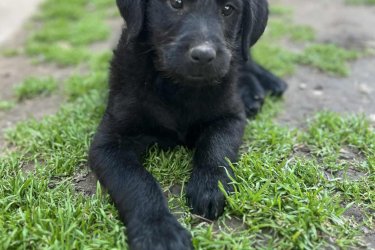 Labrador kiskutyánk /Fiú/ szerető gazdit keres.
9 hetesen, oltva, féregtelenítve, tkv nélkül elvihető.