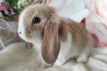 Törpe és mini kosorrú nyuszi babák foglalhatók. 8 hetesen, június közepén költözhetnek majd. Kokcidiózis és külső-belső élősködők ellen kezelve, kézhez szoktatva, szocializálva, kezdő tápcsomaggal, tartási segédlettel indulnak majd útnak. Sokan vannak, személyesen is el lehet jönni választani. Érdeklődni telefonon vagy a Milla Bunny Törpenyúl Hobbitenyészet Facebook oldalán lehetséges.