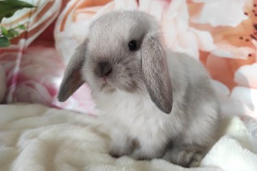 Törpe és mini kosorrú nyuszi babák foglalhatók. 8 hetesen, június közepén költözhetnek majd. Kokcidiózis és külső-belső élősködők ellen kezelve, kézhez szoktatva, szocializálva, kezdő tápcsomaggal, tartási segédlettel indulnak majd útnak. Sokan vannak, személyesen is el lehet jönni választani. Érdeklődni telefonon vagy a Milla Bunny Törpenyúl Hobbitenyészet Facebook oldalán lehetséges.