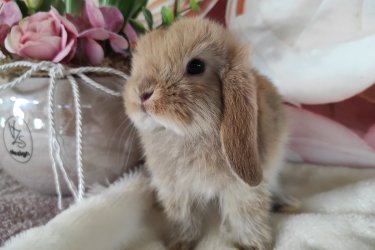Törpe és mini kosorrú nyuszi babák foglalhatók. 8 hetesen, június közepén költözhetnek majd. Kokcidiózis és külső-belső élősködők ellen kezelve, kézhez szoktatva, szocializálva, kezdő tápcsomaggal, tartási segédlettel indulnak majd útnak. Sokan vannak, személyesen is el lehet jönni választani. Érdeklődni telefonon vagy a Milla Bunny Törpenyúl Hobbitenyészet Facebook oldalán lehetséges.