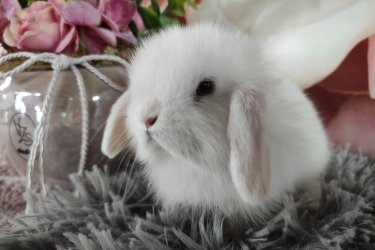 Törpe és mini kosorrú nyuszi babák foglalhatók. 8 hetesen, június közepén költözhetnek majd. Kokcidiózis és külső-belső élősködők ellen kezelve, kézhez szoktatva, szocializálva, kezdő tápcsomaggal, tartási segédlettel indulnak majd útnak. Sokan vannak, személyesen is el lehet jönni választani. Érdeklődni telefonon vagy a Milla Bunny Törpenyúl Hobbitenyészet Facebook oldalán lehetséges.