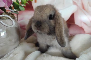 Törpe és mini kosorrú nyuszi babák foglalhatók. 8 hetesen, június közepén költözhetnek majd. Kokcidiózis és külső-belső élősködők ellen kezelve, kézhez szoktatva, szocializálva, kezdő tápcsomaggal, tartási segédlettel indulnak majd útnak. Sokan vannak, személyesen is el lehet jönni választani. Érdeklődni telefonon vagy a Milla Bunny Törpenyúl Hobbitenyészet Facebook oldalán lehetséges.