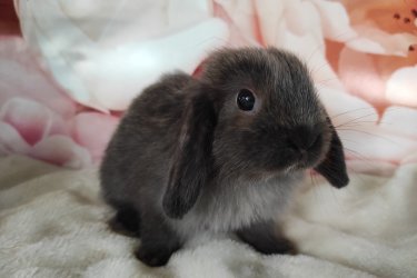 Törpe és mini kosorrú nyuszi babák foglalhatók. 8 hetesen, június közepén költözhetnek majd. Kokcidiózis és külső-belső élősködők ellen kezelve, kézhez szoktatva, szocializálva, kezdő tápcsomaggal, tartási segédlettel indulnak majd útnak. Sokan vannak, személyesen is el lehet jönni választani. Érdeklődni telefonon vagy a Milla Bunny Törpenyúl Hobbitenyészet Facebook oldalán lehetséges.