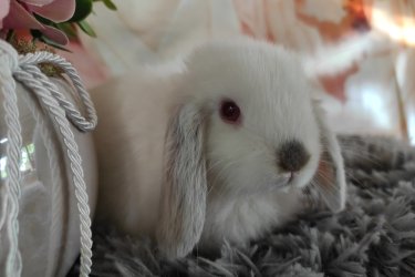Törpe és mini kosorrú nyuszi babák foglalhatók. 8 hetesen, június közepén költözhetnek majd. Kokcidiózis és külső-belső élősködők ellen kezelve, kézhez szoktatva, szocializálva, kezdő tápcsomaggal, tartási segédlettel indulnak majd útnak. Sokan vannak, személyesen is el lehet jönni választani. Érdeklődni telefonon vagy a Milla Bunny Törpenyúl Hobbitenyészet Facebook oldalán lehetséges.