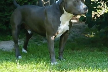 Eladó Amstaff kölykök 