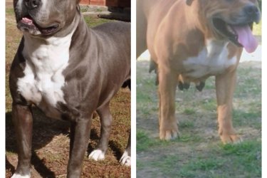 Eladó Amstaff kölykök