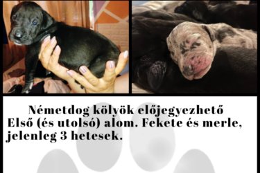 német dog kölyök 