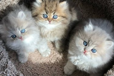 4 egészséges és oltott kiscicánk van örökbefogadásra. További információért keressen minket bizalommal.