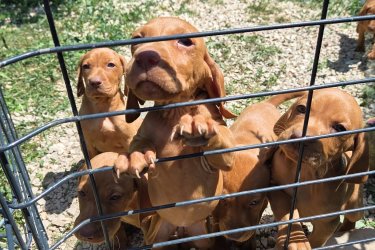 Magyar vizsla kölykök 