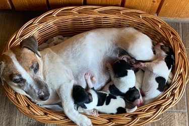 Jack Russel terrier