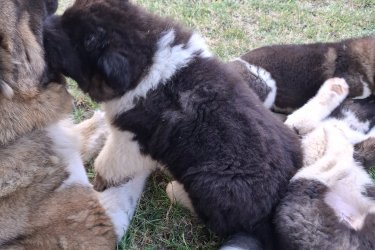 Amerikai Akita kölyök