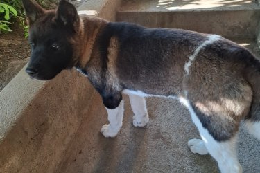 Amerikai akita 18 hetes kislány oltva csipelve keresi új gazdáját 