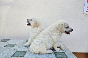 Kuvasz kölyök eladók