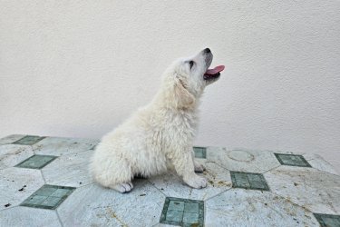 Kuvasz kölykök eladók. 4 szuka, 3 kan. 6 hetesek. átlag 3,6 kg, 3 féreghajtás+parvo oltás. Kan törzskönyvezett, szuka törzskönyv nélkül jó vérvonalból, nulla agresszivítás (állat és gyermekbarát).