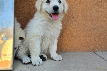 Kuvasz kölykök eladók. 4 szuka, 3 kan. 6 hetesek. átlag 3,6 kg, 3 féreghajtás+parvo oltás. Kan törzskönyvezett, szuka törzskönyv nélkül jó vérvonalból, nulla agresszivítás (állat és gyermekbarát).
