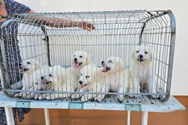 Kuvasz kölykök eladók. 4 szuka, 3 kan. 6 hetesek. átlag 3,6 kg, 3 féreghajtás+parvo oltás. Kan törzskönyvezett, szuka törzskönyv nélkül jó vérvonalból, nulla agresszivítás (állat és gyermekbarát).