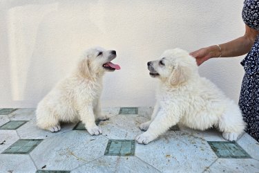 Kuvasz kölykök eladók. 4 szuka, 3 kan. 6 hetesek. átlag 3,6 kg, 3 féreghajtás+parvo oltás. Kan törzskönyvezett, szuka törzskönyv nélkül jó vérvonalból, nulla agresszivítás (állat és gyermekbarát).