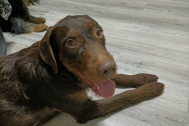 Vizsla