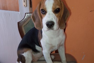 Beagle szuka kiskutya