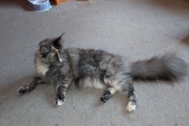 Maine Coon nőstény cica