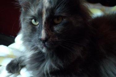 Tenyésztet felszámolása miatt eladóvá vált a jépeken látható 2 éves nőstény cica. Szereti a gyerekeket, össze szoktatható más cicákkal kutyusokkal, de egyedüli cicának is tökéletes, mert sokat van egyedül is. Már csak ő várja szerető családja jelentkezését. Törzskönyves, külső belső parazita mentes chippel rendelkezik. 