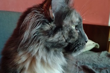 Eladó Maine Coon cica
