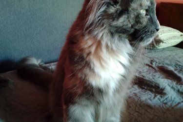 Eladó a képeken látható teknőctarka 2 éves lány cica. Törzskönyves. Tenyésztés befejezése miatt vált eladóvá. Gyerekekkel cicákkal kutyákkal jól kijön, de egyedüli cicának is jól érzi magát. Külső belső parazitáktól mentes. Oltásait megkapta. Az ár alkuképes.
