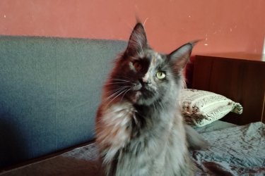 Eladó a képeken látható teknőctarka 2 éves lány cica. Törzskönyves. Tenyésztés befejezése miatt vált eladóvá. Gyerekekkel cicákkal kutyákkal jól kijön, de egyedüli cicának is jól érzi magát. Külső belső parazitáktól mentes. Oltásait megkapta. Az ár alkuképes.