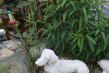 A tacskó kutya szobor kőből készült ezért jól tűri az idő viszontagságait. Télen, nyáron díszíti a kertet, megmosolyogtató aranyos szobor. 

Termékeink minőségi kő zúzalékból készülnek, az időjárás viszontagságainak teljes mértékben ellenállnak és fagyállók. Dunavarsányi telephelyünkön nagyon sok fajta kutya szoborból válogathatnak különlegesen szépek és mivel kőből készülnek, ezért nem egy két évig díszíti otthonukat.

Méretek:
Magasság: 24 cm
Tömeg: 7 kg

Fedezze fel a Kerti Díszek csodálatos világát!
Cím: Dunavarsány, Barátság u. 1. (51-es főút)
Telefon: 06 70 / 299 2066 – Érdeklődni kizárólag telefonon!
Weboldal: https://kertidiszek.hu

Kínálatunkban megtalálható többek között:
– Kerti szobrok – Varázsolja el kertjét egyedi és stílusos díszekkel!
– Szökőkutak – Frissítse fel kültéri terét egy gyönyörű vízi elemmel!
– Figurák – Tökéletes kiegészítők, amelyek személyiséget adnak a kertjének!
– Kerti lámpások – Teremtsen hangulatos fényt az esti órákra!
– Kerti grillek – Élvezze a szabadtéri sütögetést barátokkal, családdal!

Látogasson el weboldalunkra, és válassza ki a kertjéhez legjobban illő díszeket!

ℹ️ A hirdetésben szereplő képek és adatok tájékoztató jellegűek, kisebb eltérések előfordulhatnak.
A készlettel és házhoz szállítással kapcsolatban kérjük, telefonon érdeklődjön!