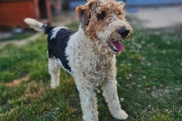 Drótszőrű foxterrier…