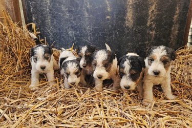Eladó drótszőrű foxterrier kölykök. 6 db született(5 kan, 1 szuka). Fajtatiszta szülőktől. Oltva, féregtelenítve. Azonnal vihetők, 7 hetesek múlottak. Még 3db kan közül lehet választani.