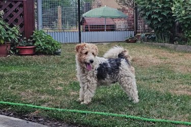 Eladó drótszőrű foxterrier kölykök. 6 db született(5 kan, 1 szuka). Fajtatiszta szülőktől. Oltva, féregtelenítve. Azonnal vihetők, 7 hetesek múlottak. Még 3db kan közül lehet választani.