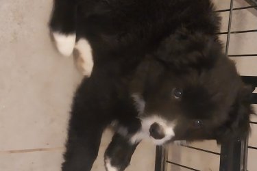 Border collie kiskutyák gazdikeresők 