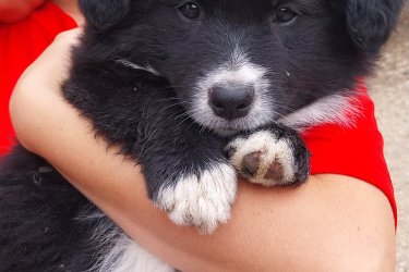 Gyönyörű Border collie kiskutyák  eladók! Oltva , féregtelenítve  Állatorvos által átvizsgált egészséges  kiskutyák  szülők  a képek között  láthatók.De a helyszínen is megtekinthetők! 