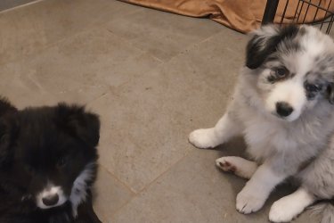 Gyönyörű Border collie kiskutyák  eladók! Oltva , féregtelenítve  Állatorvos által átvizsgált egészséges  kiskutyák  szülők  a képek között  láthatók.De a helyszínen is megtekinthetők! 