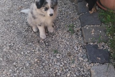Gyönyörű Border collie kiskutyák  eladók! Oltva , féregtelenítve  Állatorvos által átvizsgált egészséges  kiskutyák  szülők  a képek között  láthatók.De a helyszínen is megtekinthetők! 